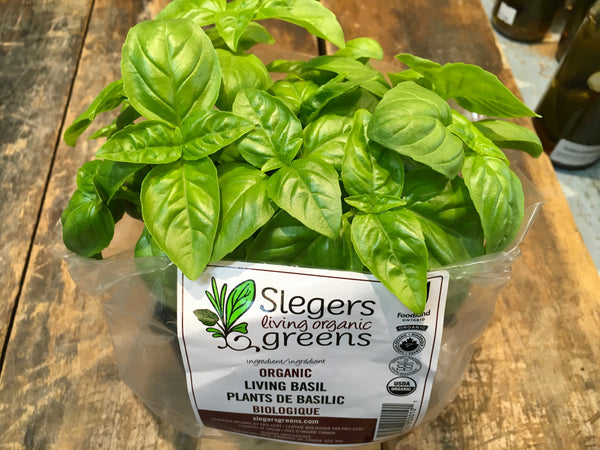 Slegers Living Organic Greens, Living Basil