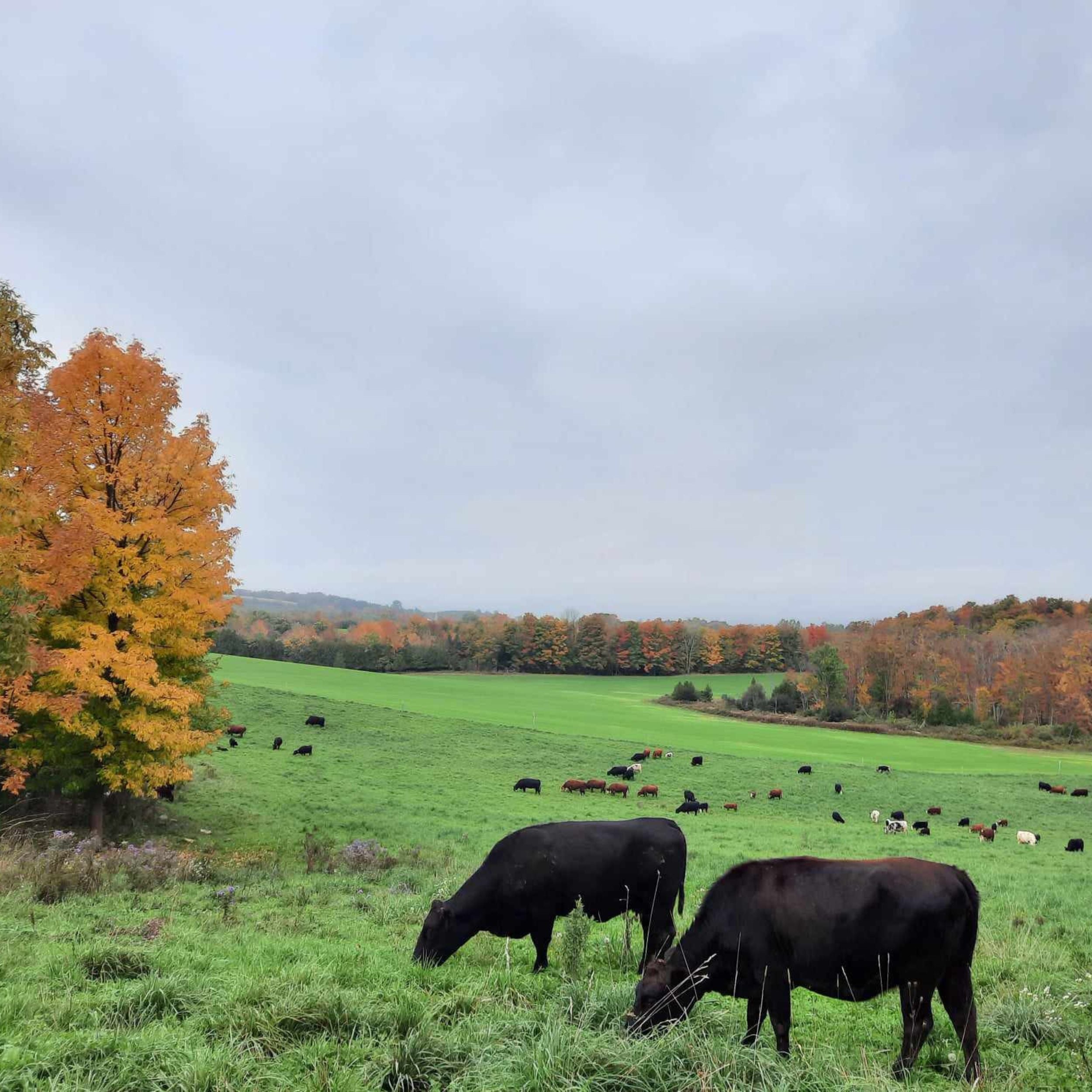 Grass-Fed Beef Striploin Steak