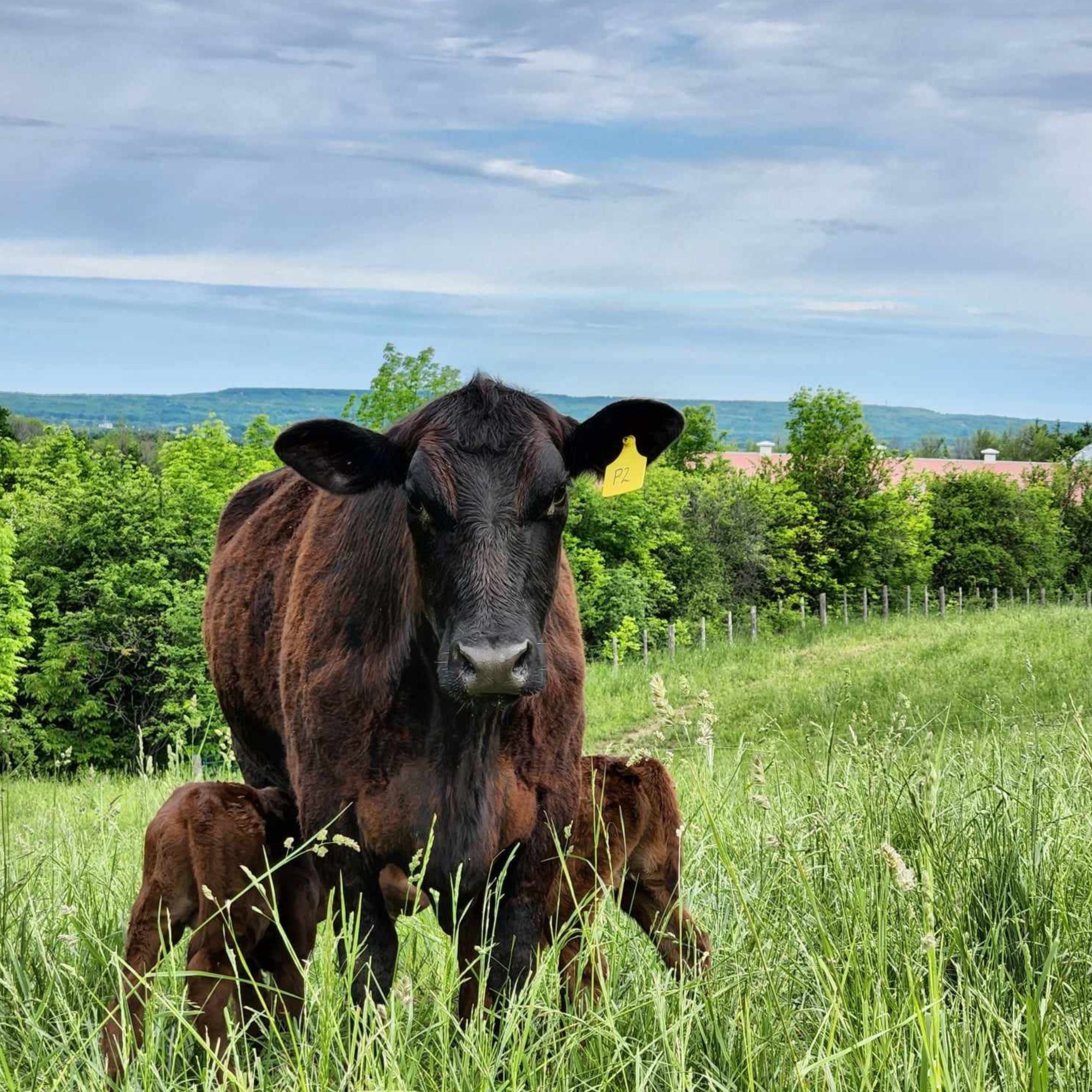 Grass-Fed Beef Striploin Steak