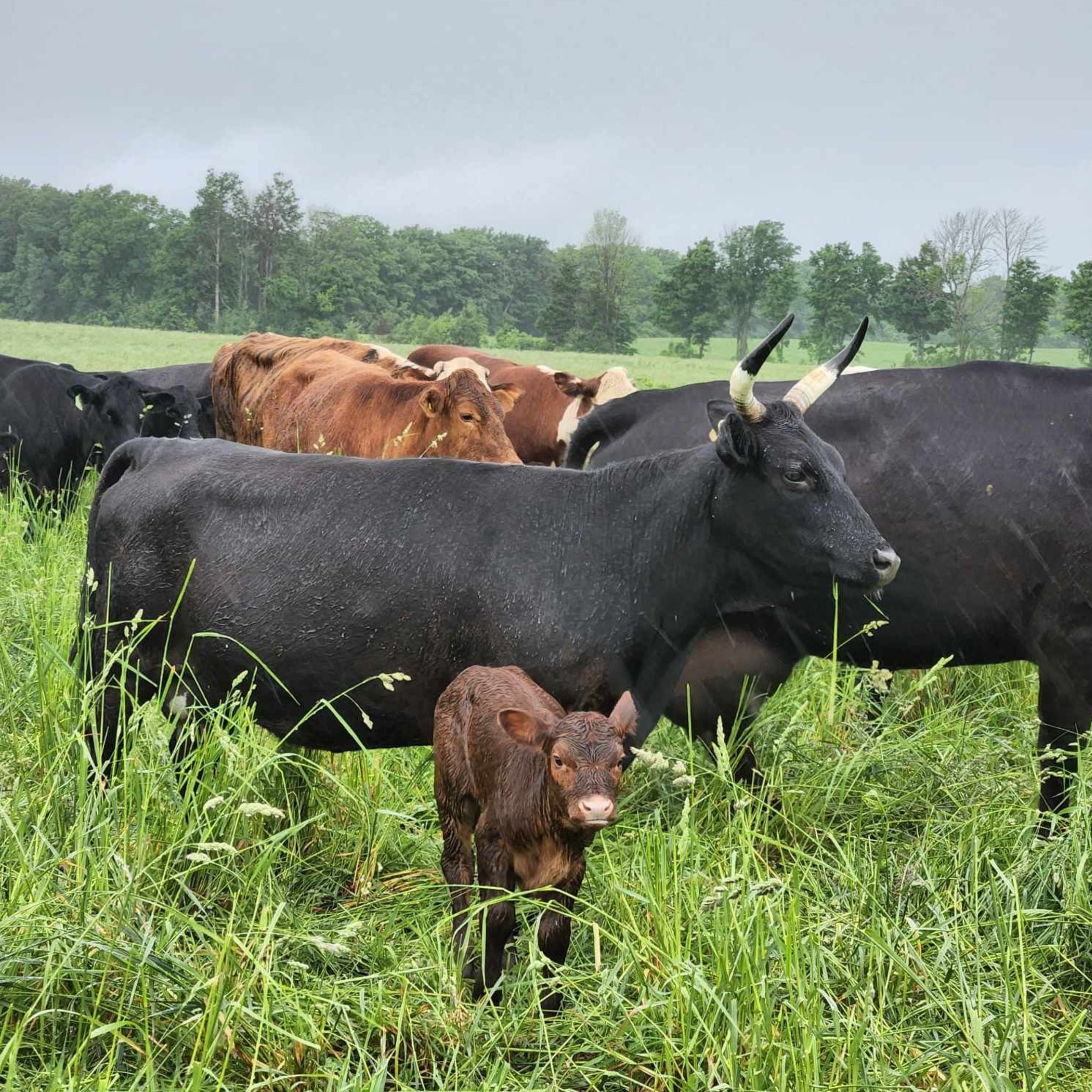 Grass-Fed Beef Striploin Steak