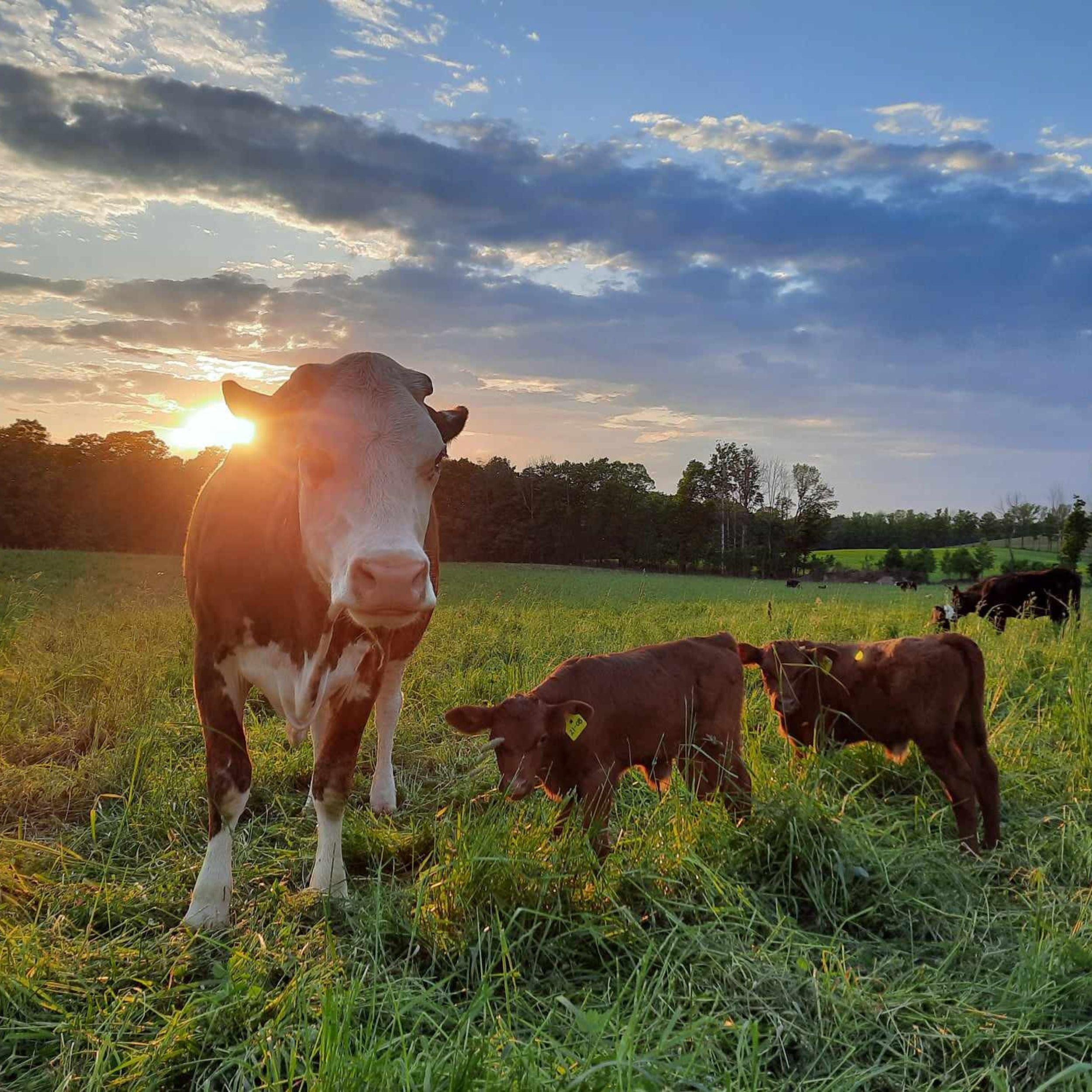 Grass-Fed Beef Striploin Steak