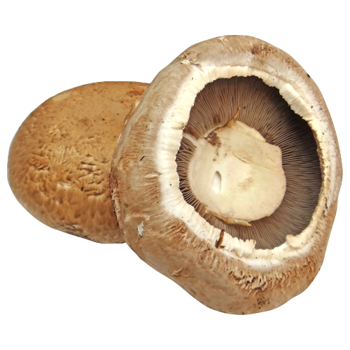 Organic Portobello Mushroom