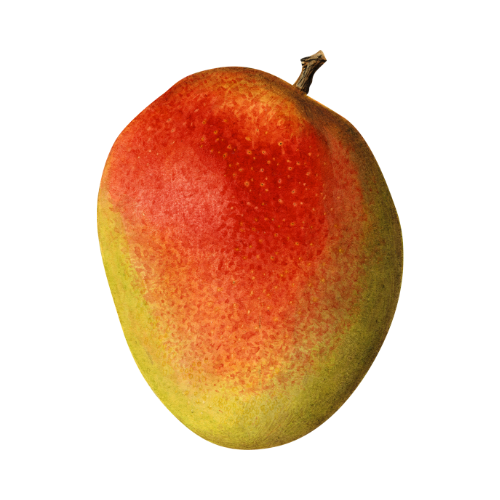 Organic Mangos