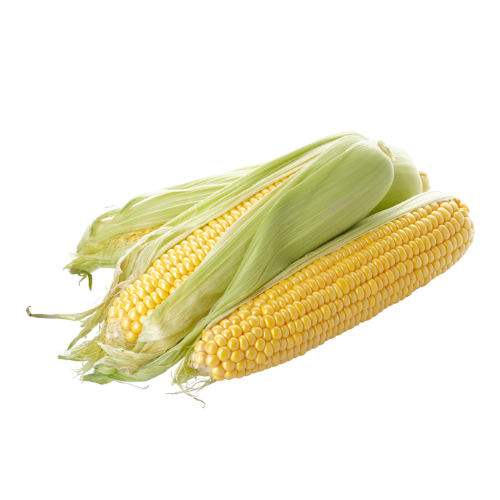 Organic Sweet Corn