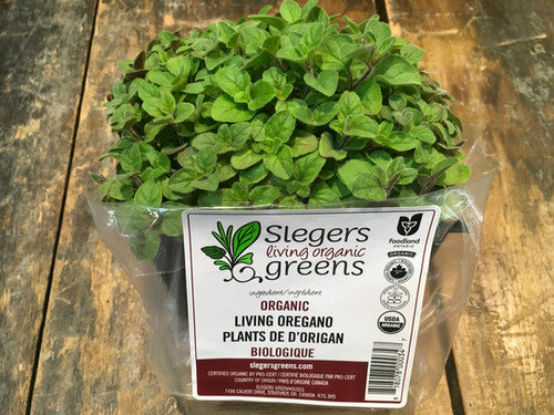 Slegers Living Organic Greens, Living Oregano